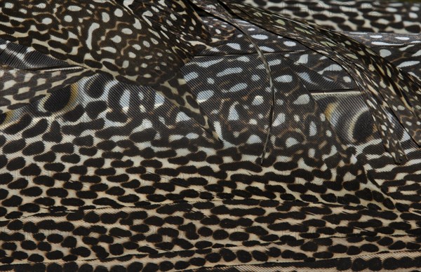 Plumage detail of a Great Argus or Asian Pheasant (Argusianus argus)