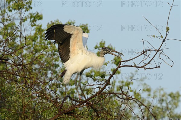 Wood Stork (Mycteria americana)