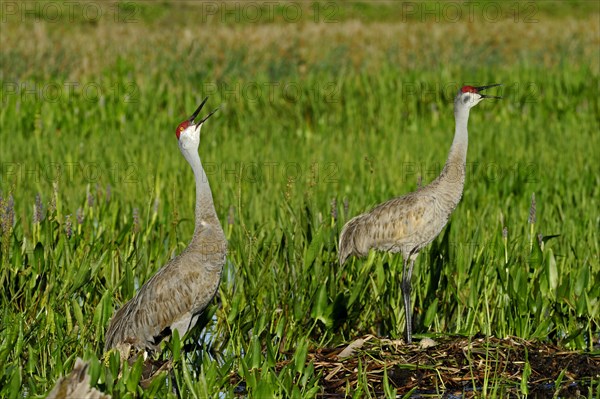 Sandhill Cranes (Grus canadensis) at a nest with eggs