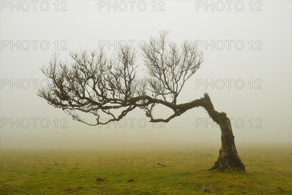 A solitary wind-bent laurel tree in misty weather