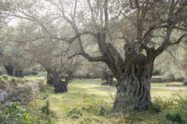 Ancient Olive Trees (Olea europaea)