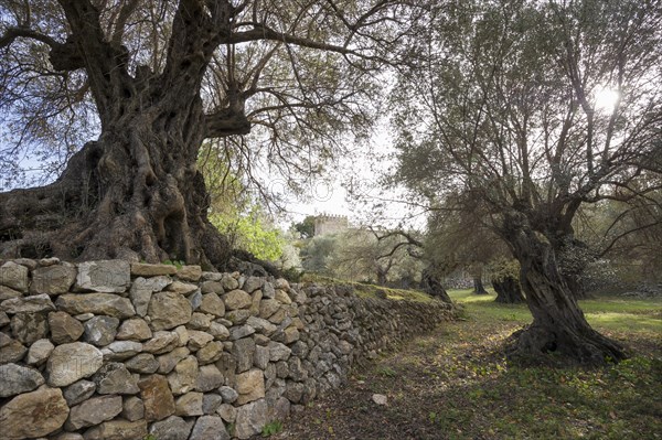 Ancient Olive Trees (Olea europaea)