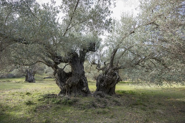 Ancient Olive Trees (Olea europaea)