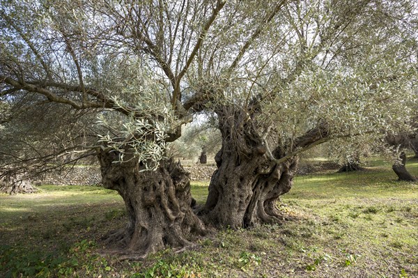 Ancient Olive Trees (Olea europaea)