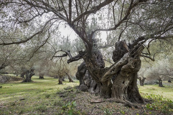 Ancient Olive Trees (Olea europaea)
