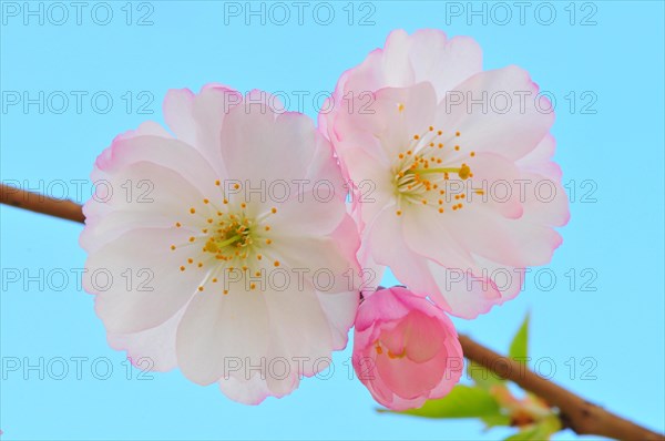 Spring Cherry blossoms (Prunus x subhirtella)