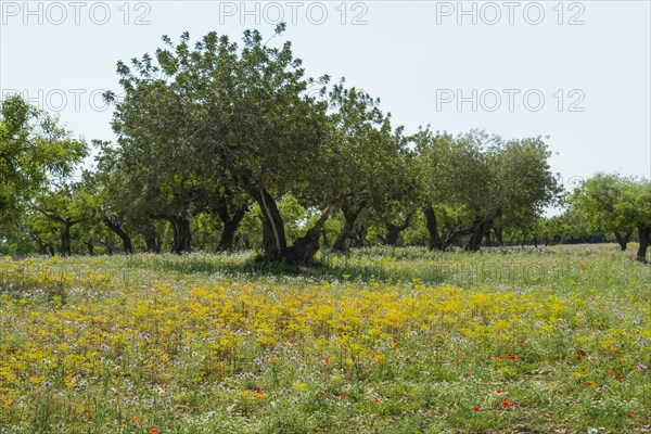 Flower meadow and trees