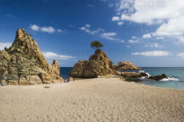 Sandy beach with rocks and solitary tree