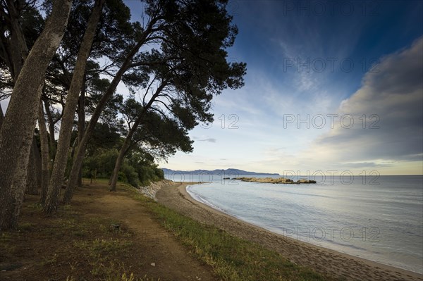 Sandy beach with pines