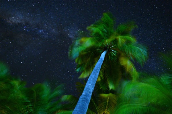 Palm tree and milky way