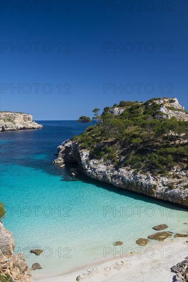 Bay with a sandy beach and pine trees