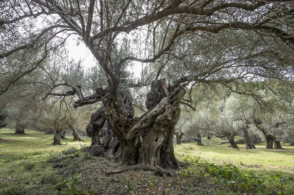 Ancient olive trees (Olea europaea)