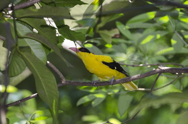 Black-naped Oriole (Oriolus chinensis)