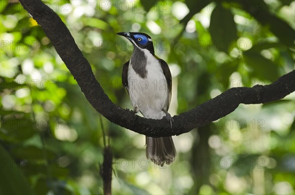 Blue-faced Honeyeater (Entomyzon cyanotis)