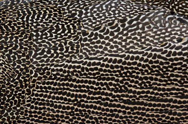 Plumage detail of a Great Argus or Asian Pheasant (Argusianus argus)