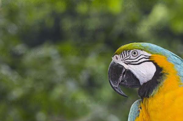 Blue-and-Yellow Macaw (Ara ararauna)