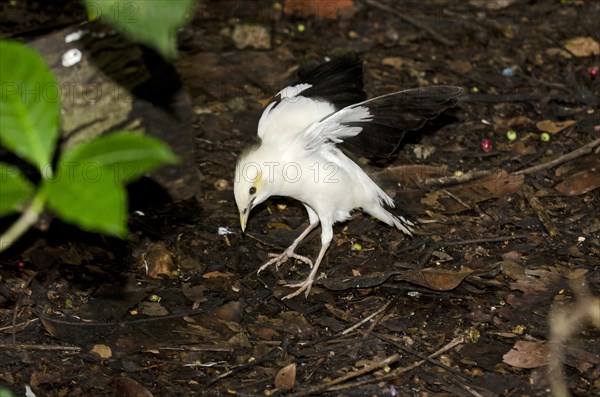 Black-winged Starling