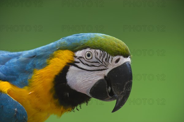 Blue-and-Yellow Macaw (Ara ararauna)