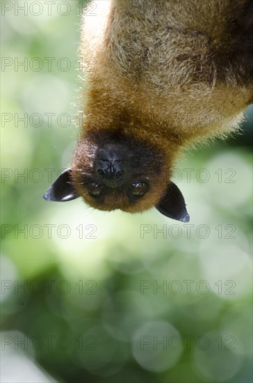 Large Flying Fox