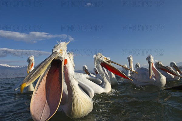 Dalmatian Pelicans (Pelicanus crispus) waiting to be fed