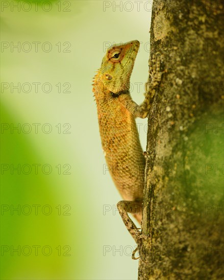 Oriental Garden Lizard