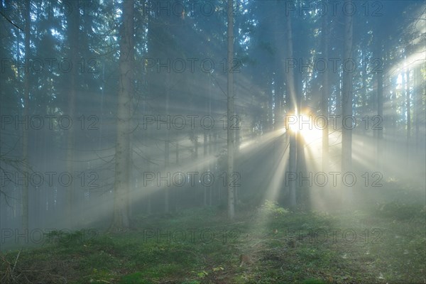 Rays of sunlight breaking through the early morning mist in a forest