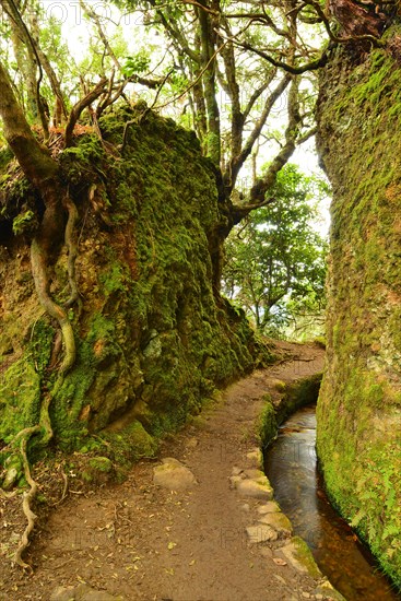 A levada