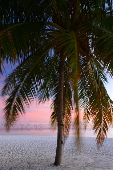 Palm tree at sunset