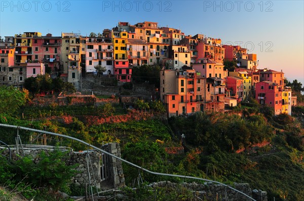 The village of Corniglia with vineyards in the evening light