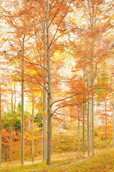 Autumn forest