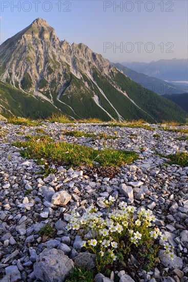 One-flowered Mouse-ear (Cerastium uniflorum) in front the summit of Mount Serles