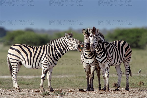 Burchell's Zebras (Equus quagga burchelli) standing next to each other