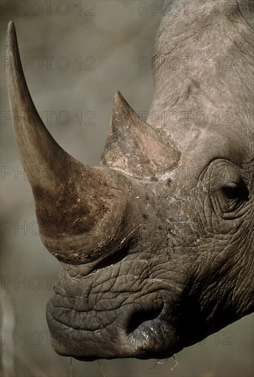 Northern White Rhinoceros or Square-lipped Rhinoceros (Ceratotherium simum)