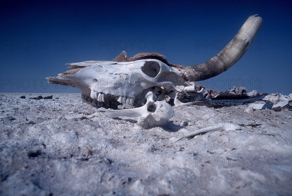 Skull of a dead bovine