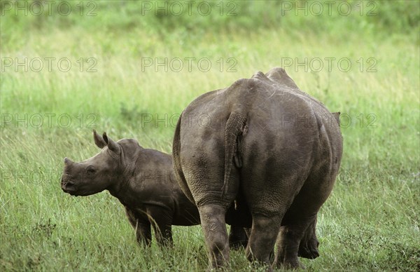 Northern White Rhinoceros or Square-lipped Rhinoceros (Ceratotherium simum)