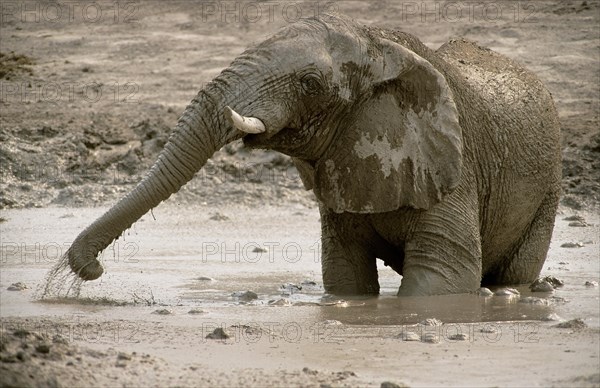 African Bush Elephant (Loxodonta africana)