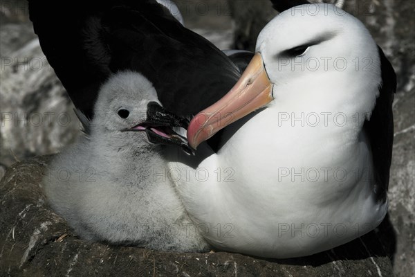 Black-browed Albatross (Thalassarche melanophrys)