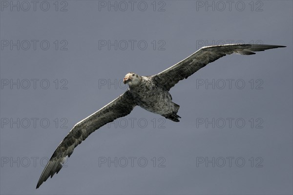 Antarctic Giant Petrel or Giant Fulmar (Macronectes giganteus) in flight