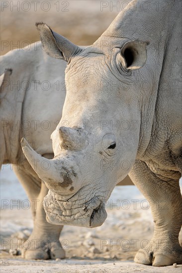 White Rhinoceros (Ceratotherium simum)