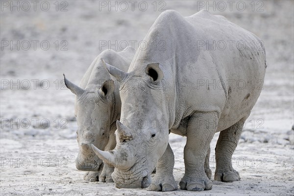 White Rhinos (Ceratotherium simum)