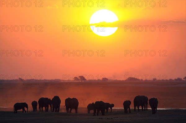 African Bush Elephants (Loxodonta africana) on the water edge at sunset