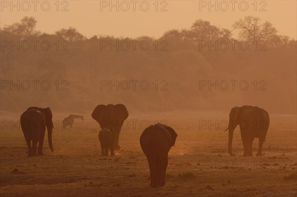 African Bush Elephants (Loxodonta africana)