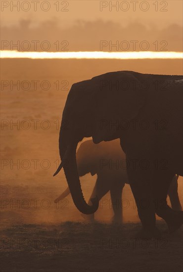 African Bush Elephants (Loxodonta africana)