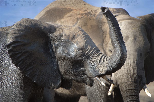 African Bush Elephants (Loxodonta africana)