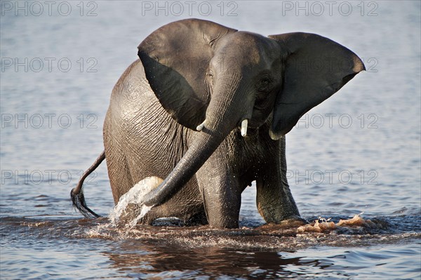 African Bush Elephant (Loxodonta africana) in water