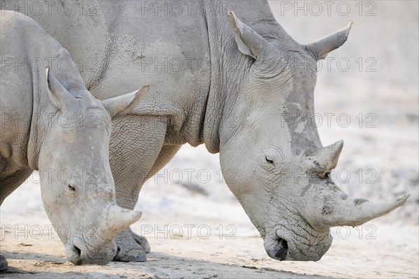 White Rhinos (Ceratotherium simum)