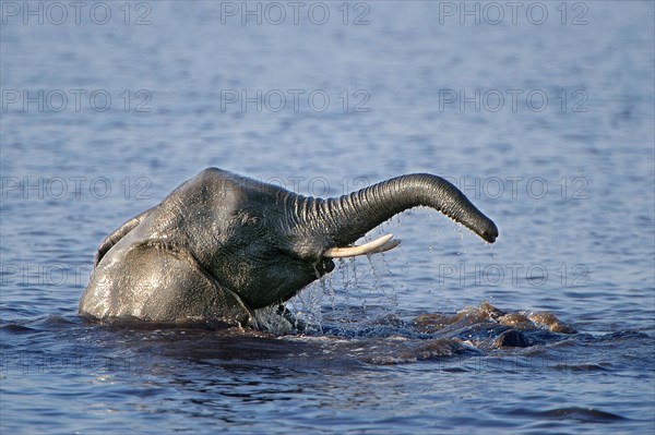 African Bush Elephant (Loxodonta africana) in water