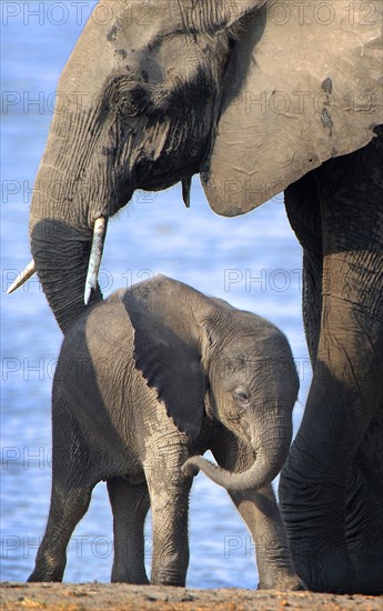 African Bush Elephant (Loxodonta africana) with a calf