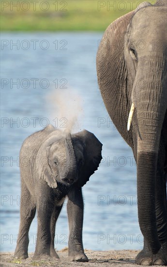 African Bush Elephant (Loxodonta africana) with a calf