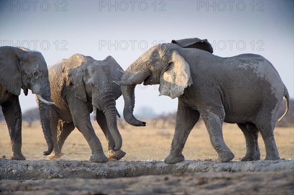 African Bush Elephants (Loxodonta africana)